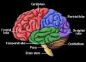 Brain