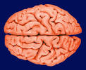 Brain1